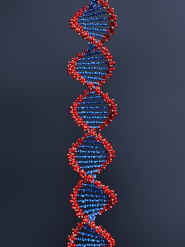 Ancestry DNA Kit