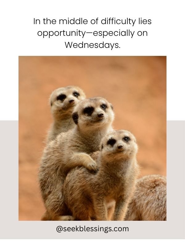 Shareable Hump Day Images and Memes