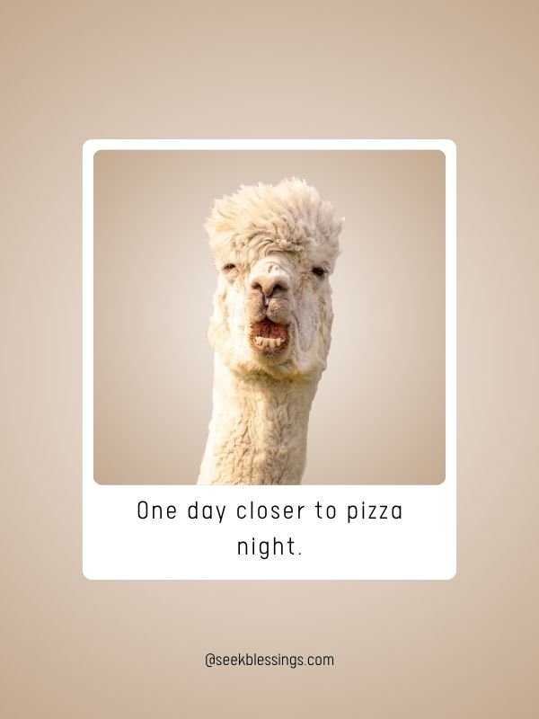 Top Hump Day Phrases and Variations
